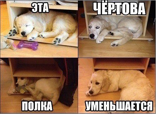 эта полка....jpg