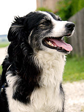 170px-Border_Collie-003.jpg