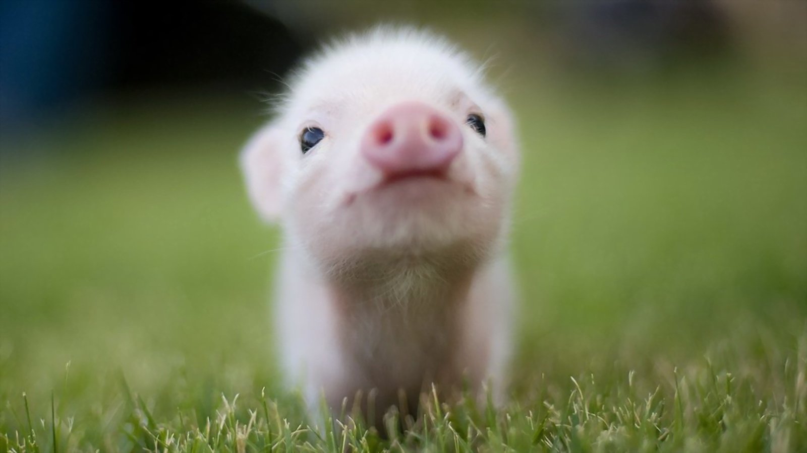 Animals___Pigs_Pink_pig_on_the_lawn_097929_.jpg