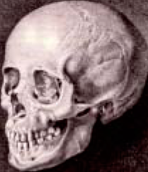 Blumenbach_beautiful_Georgian_skull.png