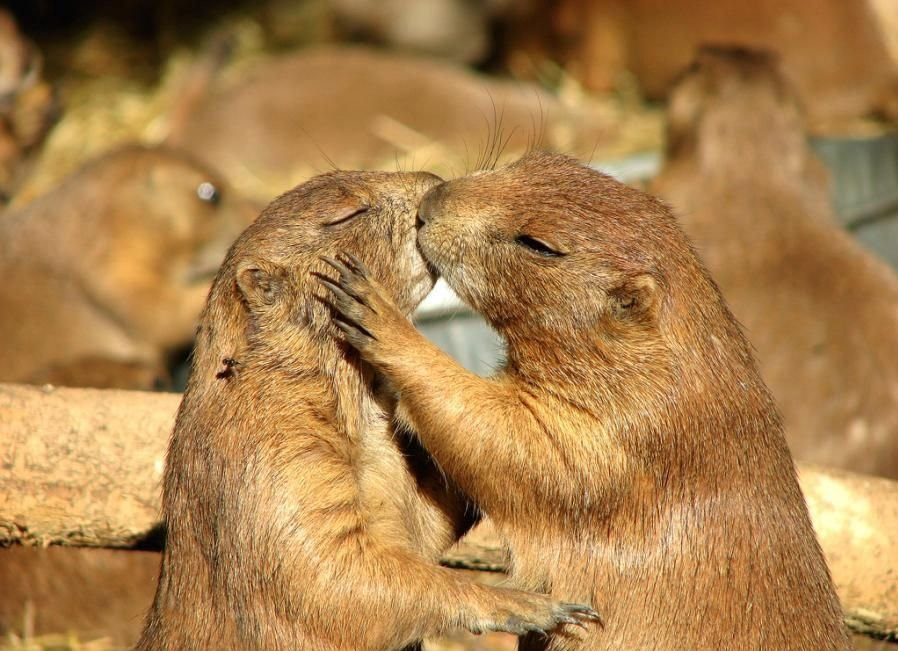 Kissing_Animals_09.jpg