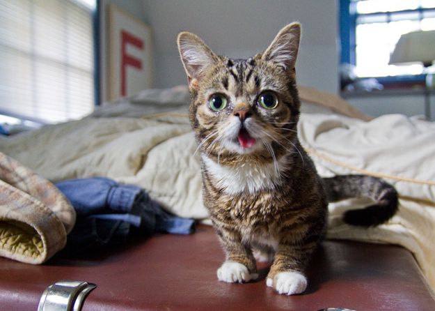 lil_bub_09.jpg