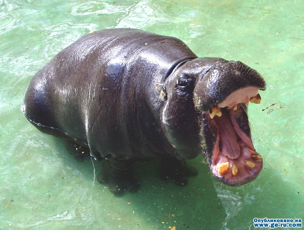 Pygmy Hippo_1222180959.jpg