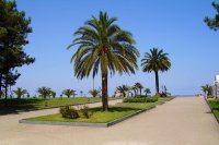 Palm_at_Batumi_boulevard.jpg