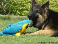 Parrot%2B_%2BDog%2Bplaying%2Bwith%2Ba%2Bstick_%D0%94%D0%A0%D0%A3%D0%96%D0%9A%D0%98.gif