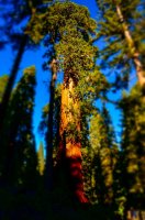 Sekvoya forest_San Hose_San Francisco_USA (с)2012 смит личный архив (1).jpg